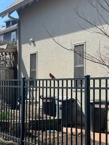 Nature's vibrant splash of red, perfectly perched.